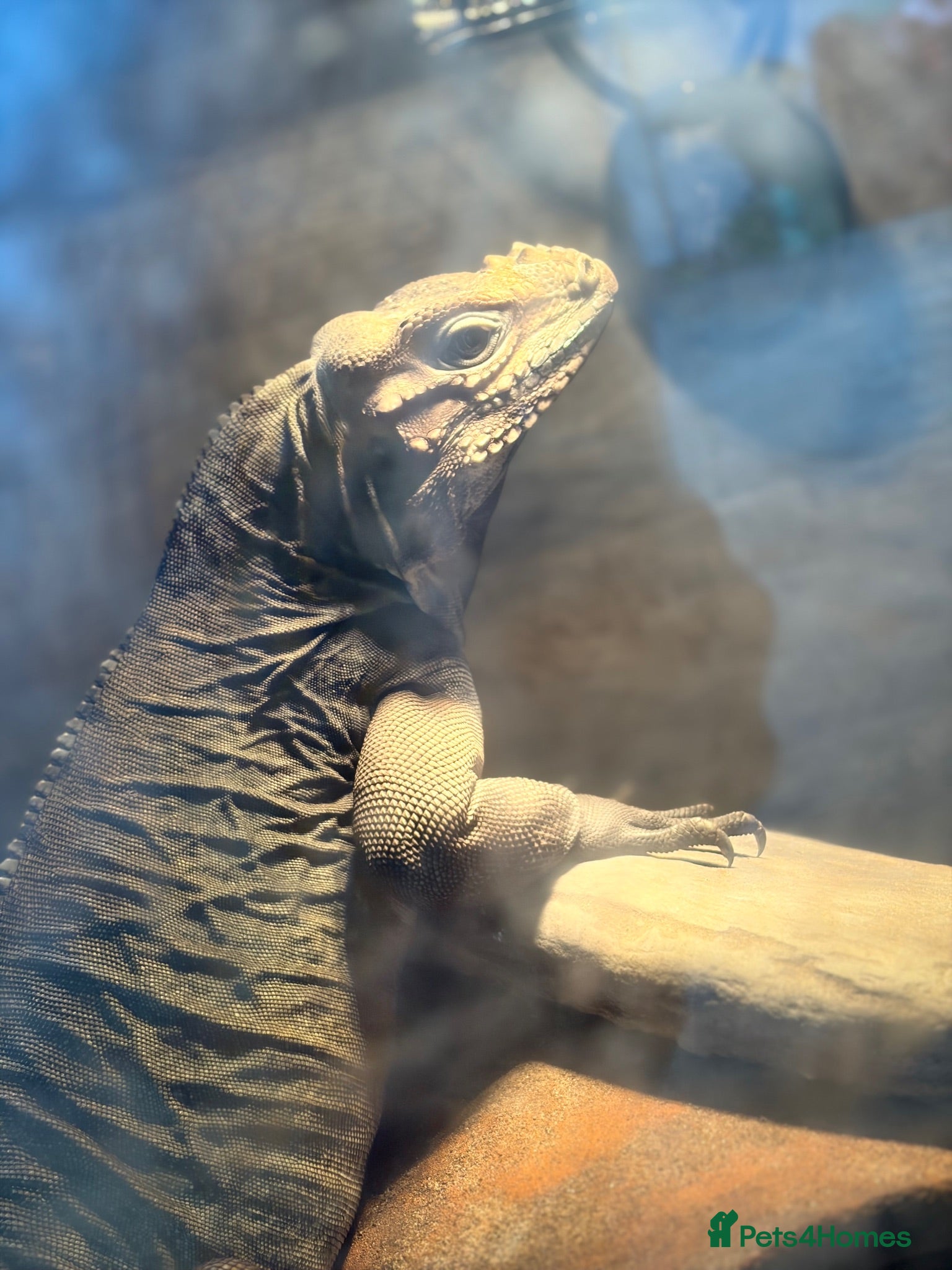 Iguana reptiles Rhinoceros Iguana - Advert 1