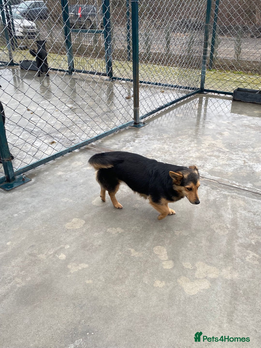 Mixed Breed dogs for adoption: Rolly Rose, 4 yrs approx. Available for adoption. - Advert 7