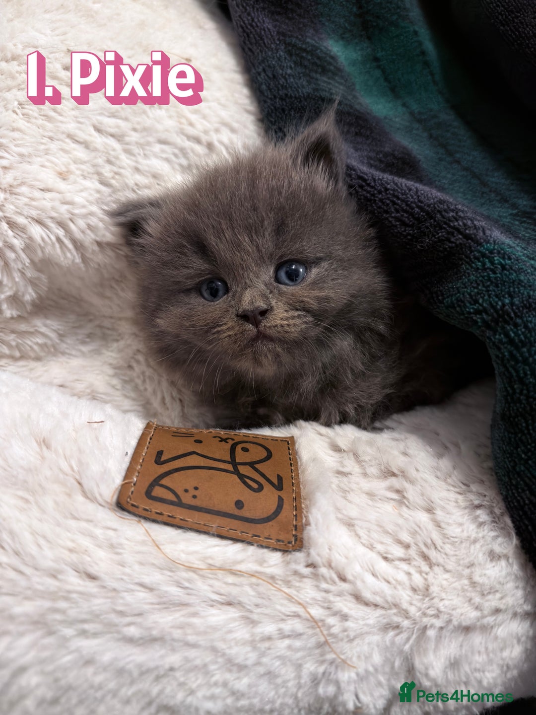 Mixed Breed cats for sale:  Maine Coon x Ragdoll Mix, Ready Early November - Image 2