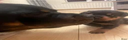 Rottweiler dogs for sale: German Rottweiler pupps  - Advert 4