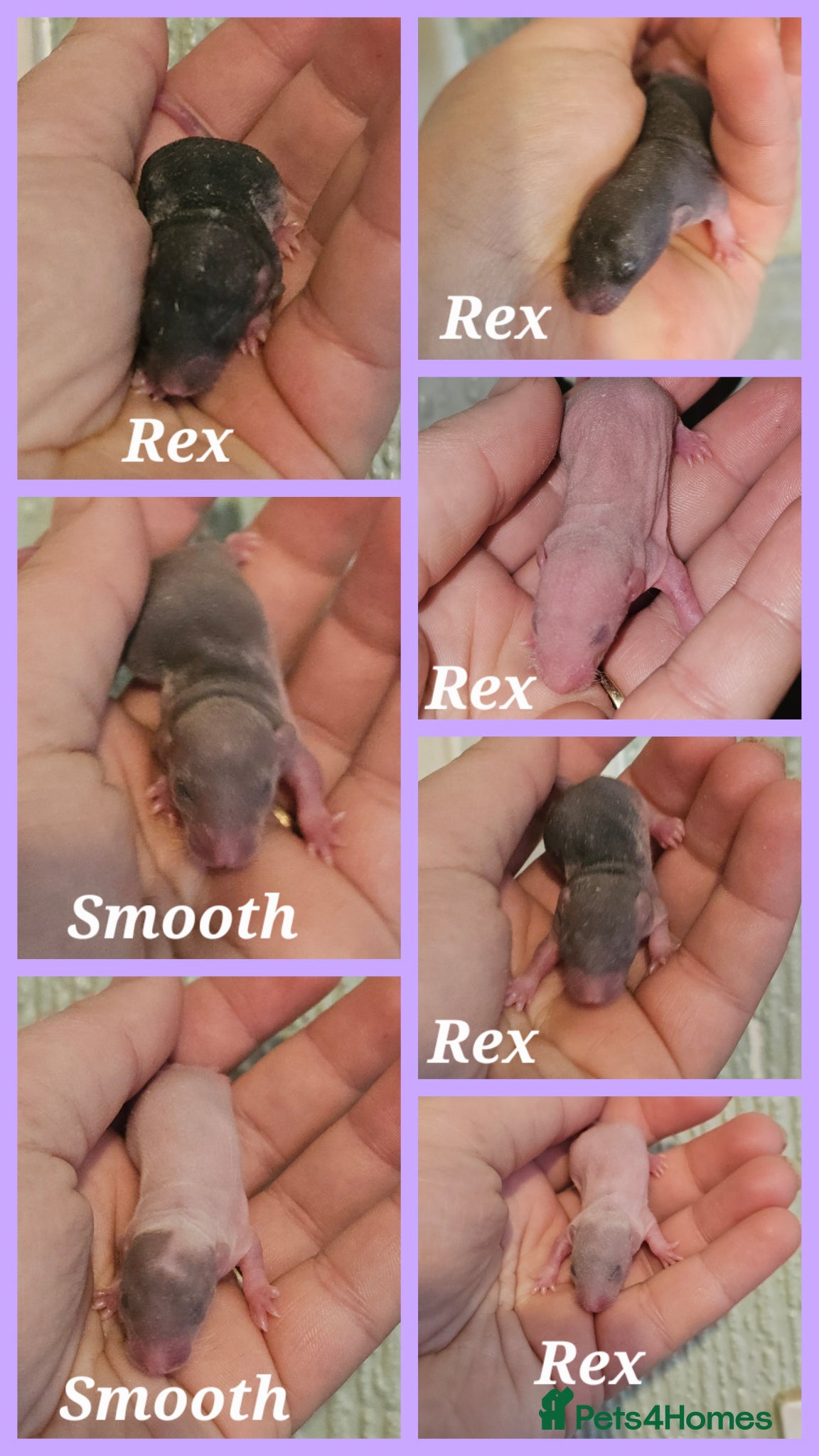 Rat rodents Rex, Smooth, Double Rex Dumbo Baby Rats - Advert 20