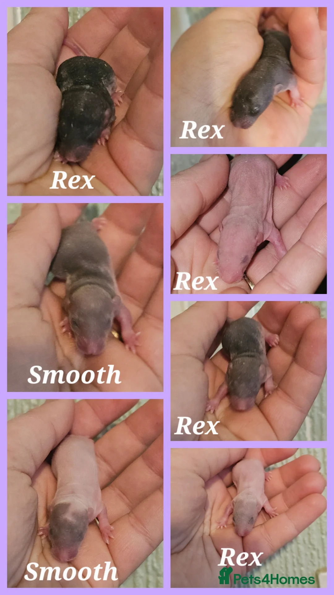 Rat rodents for sale: Rex, Smooth, Double Rex Dumbo Baby Rats - Advert 1
