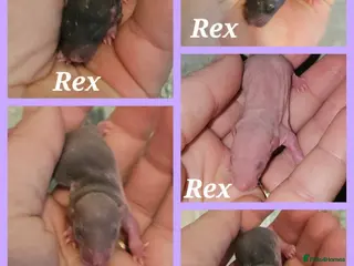 Rat rodents Rex, Smooth, Double Rex Dumbo Baby Rats - Advert 20