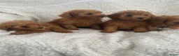 Toy Poodle dogs for sale: Toy poodle puppy for sale  - Advert 33