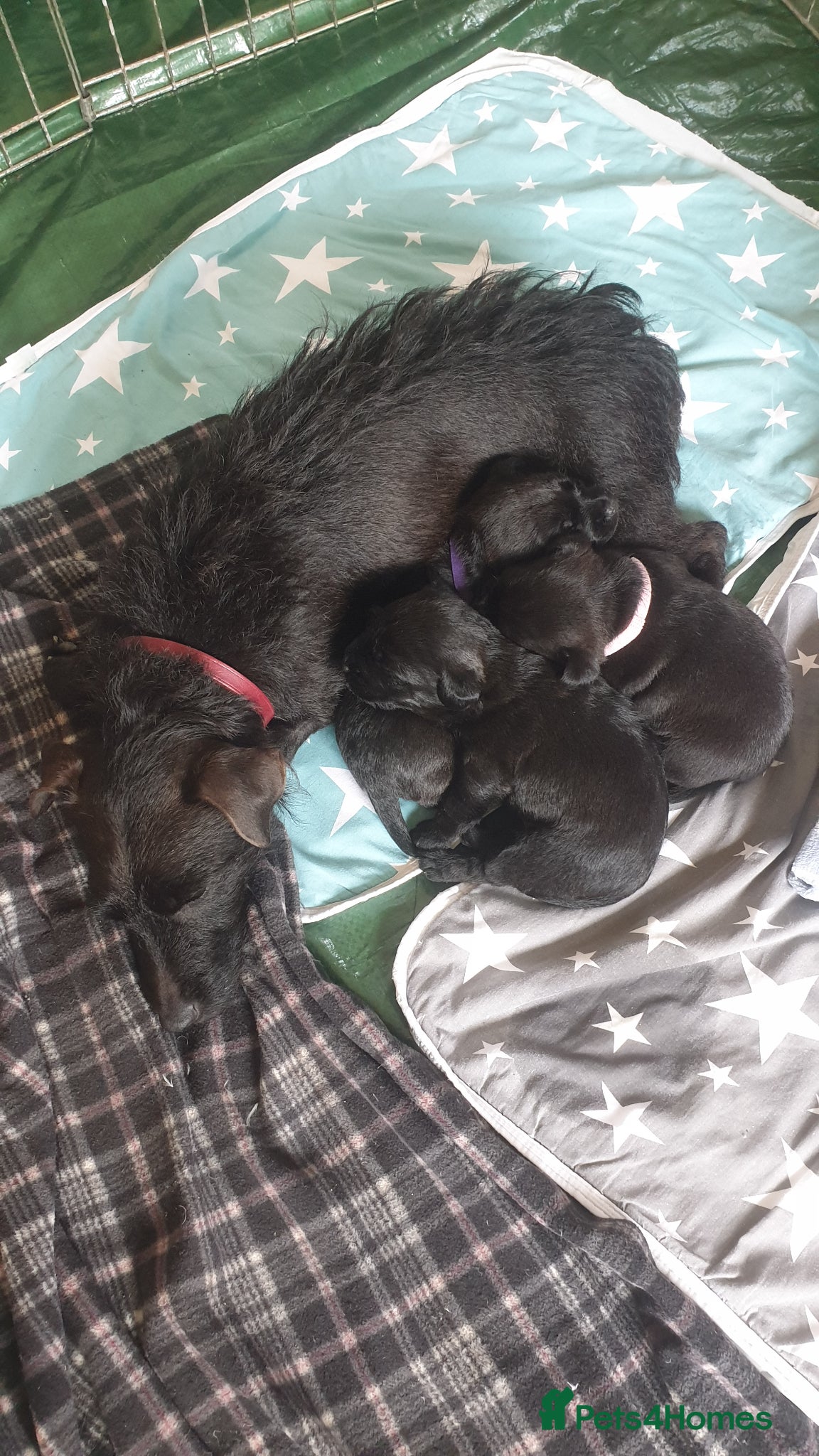 Mixed Breed dogs for sale: Patterdale terriers for sale - Advert 2