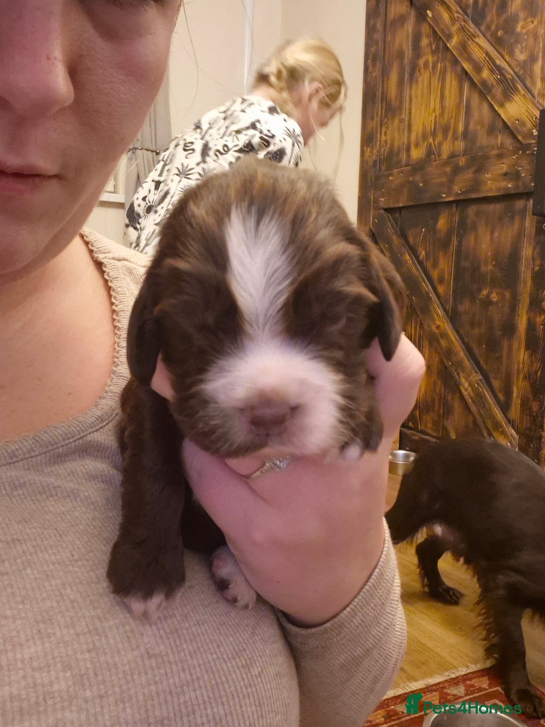 Cocker Spaniel dogs for sale: Cocker spaniel puppies - Advert 11