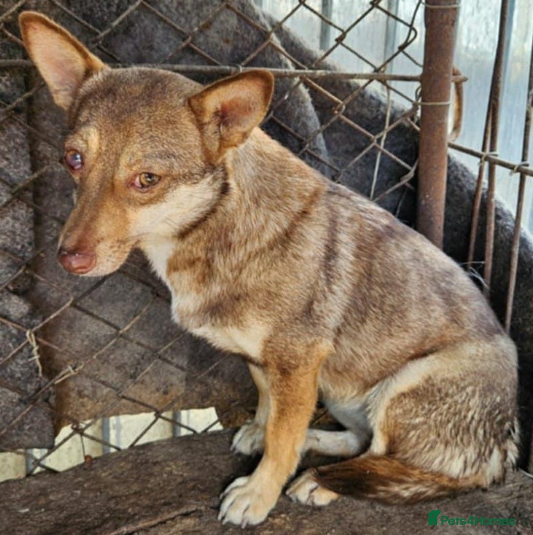 Mixed Breed dogs for adoption: FOXY - a Lovely, shy girl, for a very Loving Home - Advert 7