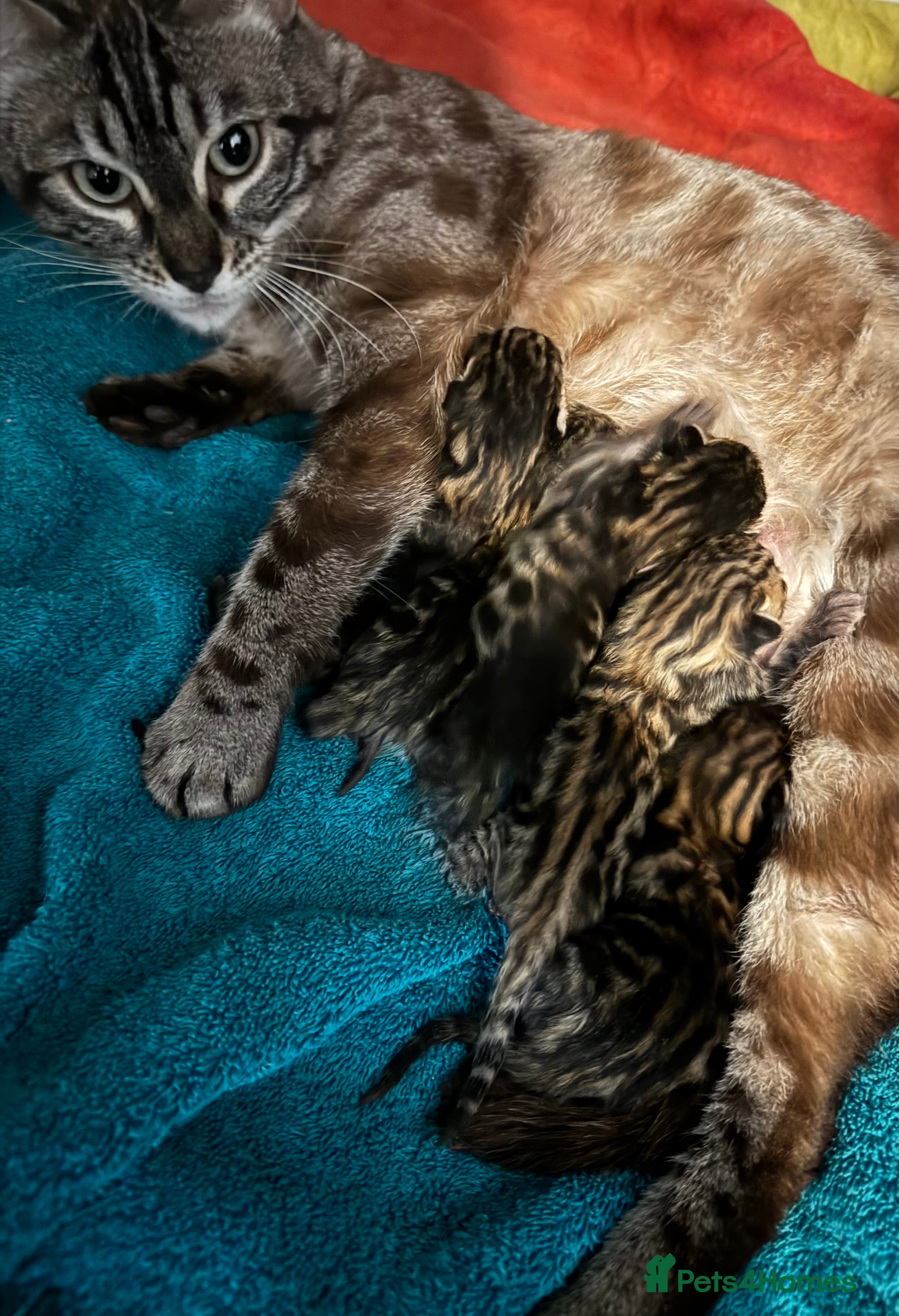 Bengal cats 5 Gorgeous Babies 🐾  - Advert 1