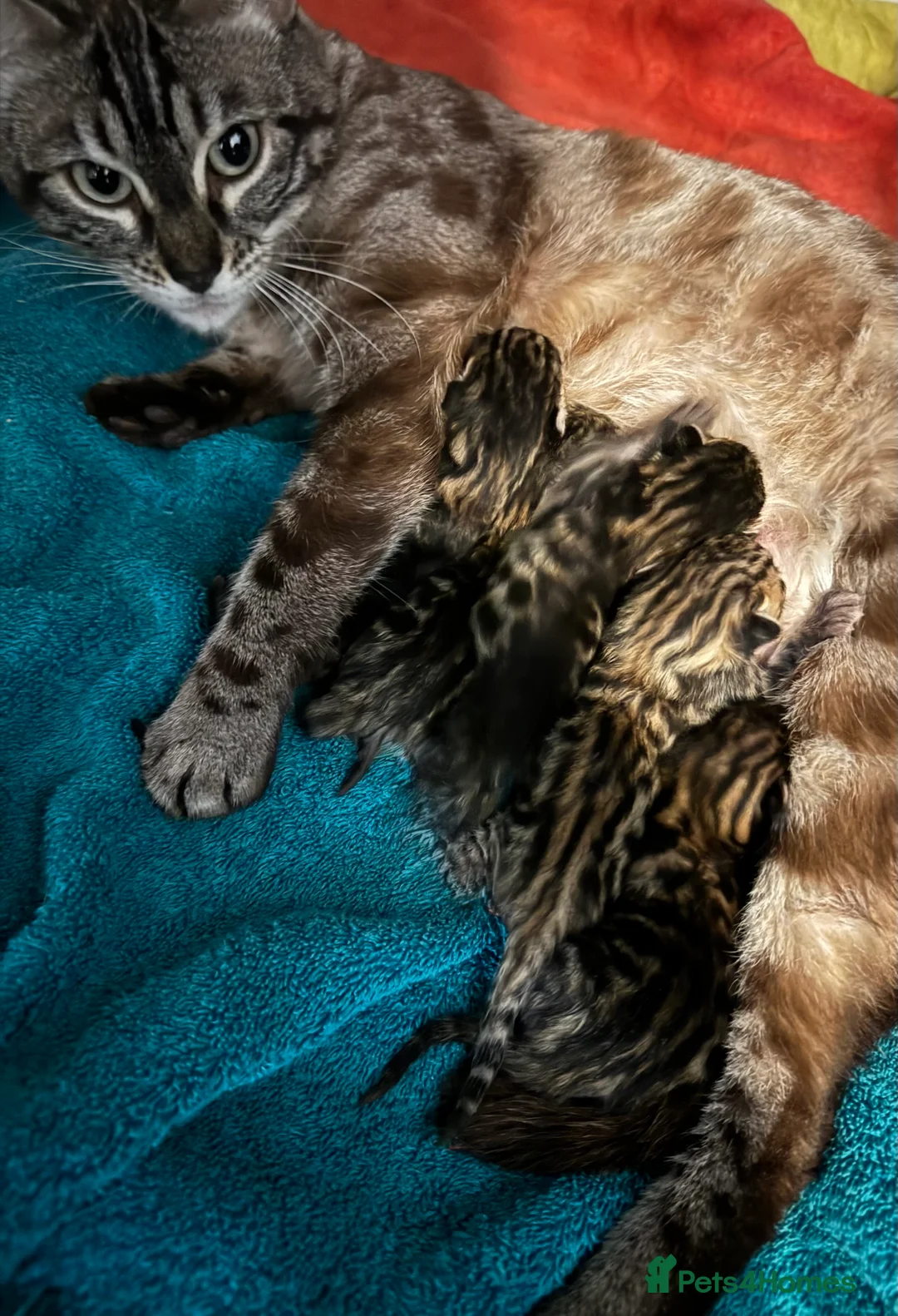 Bengal cats for sale: 5 Gorgeous Babies 🐾  in Southam - Advert 1