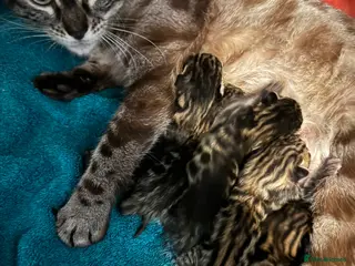 Bengal cats 5 Gorgeous Babies 🐾 - Advert 1