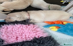 Golden Retriever dogs for sale: Golden Retriever Chunky Puppies for sale - Image 23