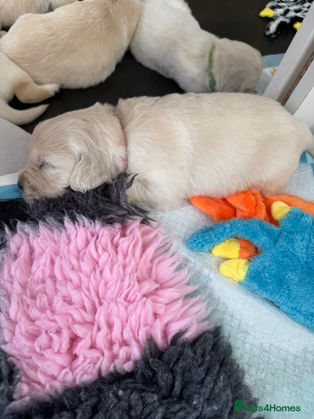 Golden Retriever dogs for sale: Golden Retriever Chunky Puppies for sale - Image 23