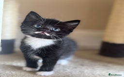 Domestic Shorthair cats for sale: 5 Beautiful healthy kittens in Chester - Image 3