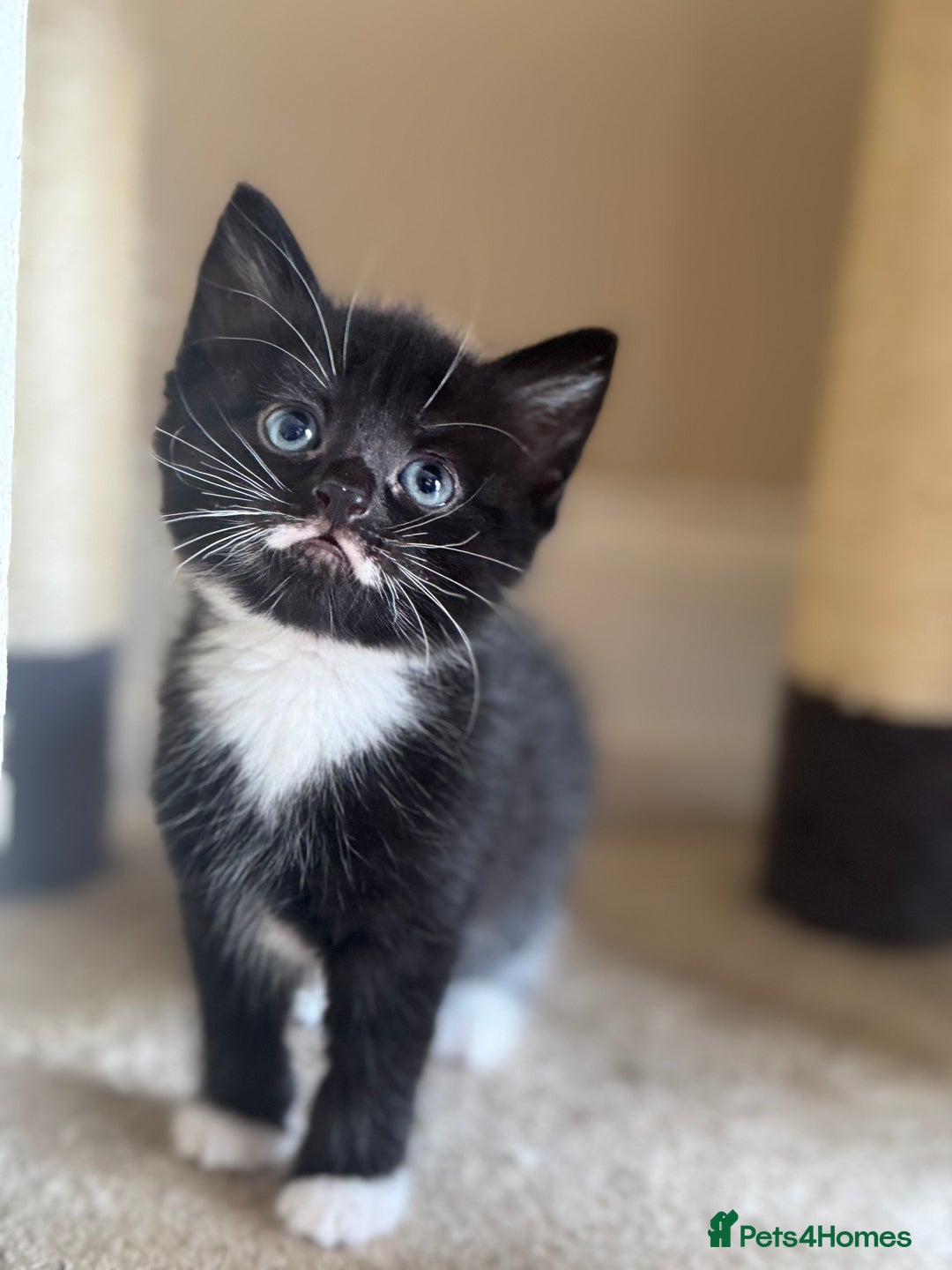 Domestic Shorthair cats for sale: 5 Beautiful healthy kittens in Chester - Image 3