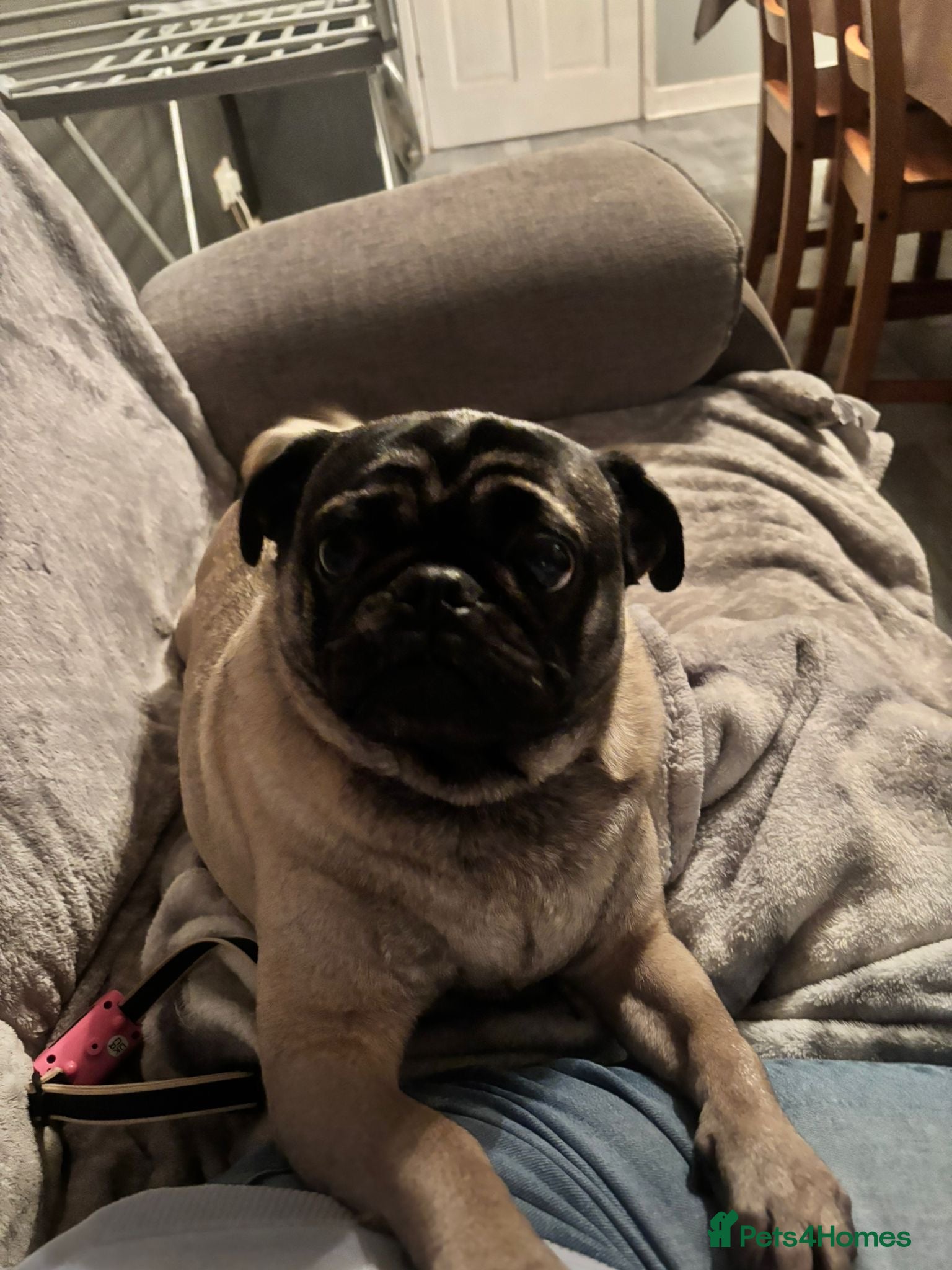 Pug dogs Loving home wanted  - Advert 10