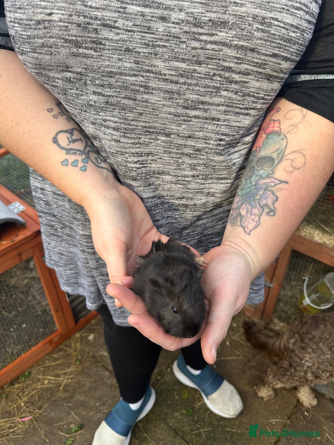 Guinea Pig rodents for sale: Male guinea pigs  - Image 1