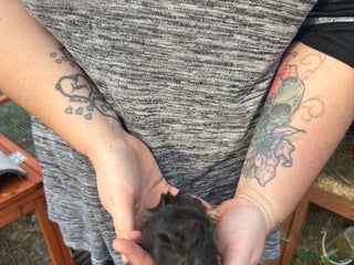 Guinea Pig rodents - Advert 1