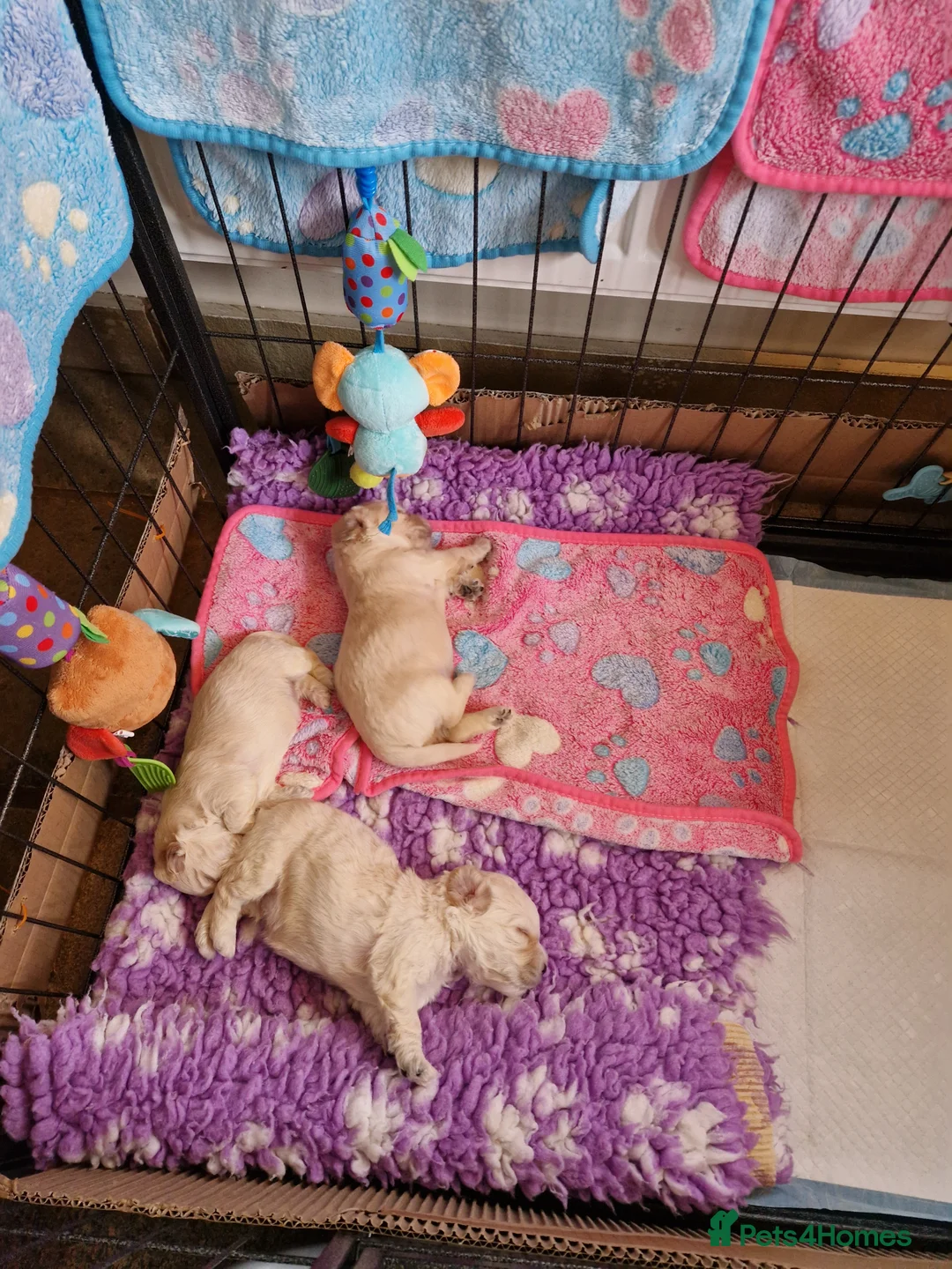 Mixed Breed dogs for sale: UNIQUE STUNNING HEALTH TESTED COCKACHON PUPPIES - Advert 3