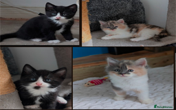 Mixed Breed cats for sale: Healthy kittens - READY NOW ( 8 weeks old )  - Image 11