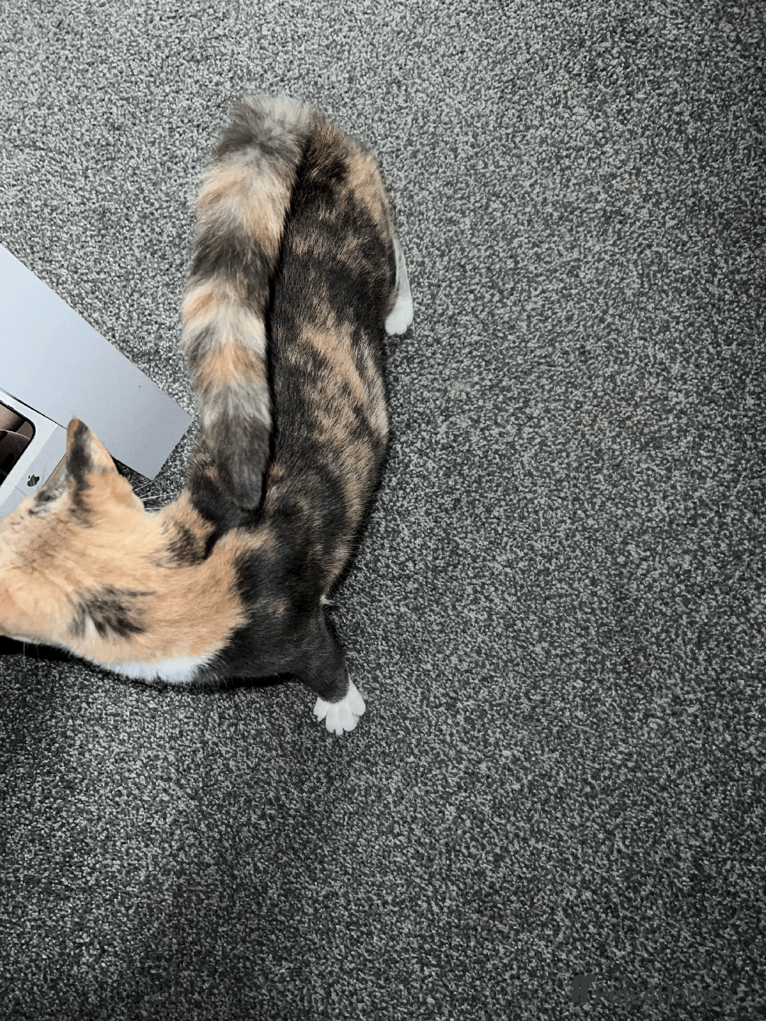 Domestic Shorthair cats for sale: Adorable Kittens Looking for Their Forever Homes - Advert 5