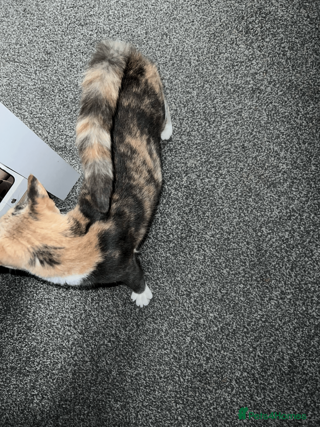 Domestic Shorthair cats for sale: Adorable Kittens Looking for Their Forever Homes - Advert 5