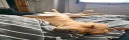 Labrador Retriever dogs for stud: Proven Stud in Workington - Advert 5