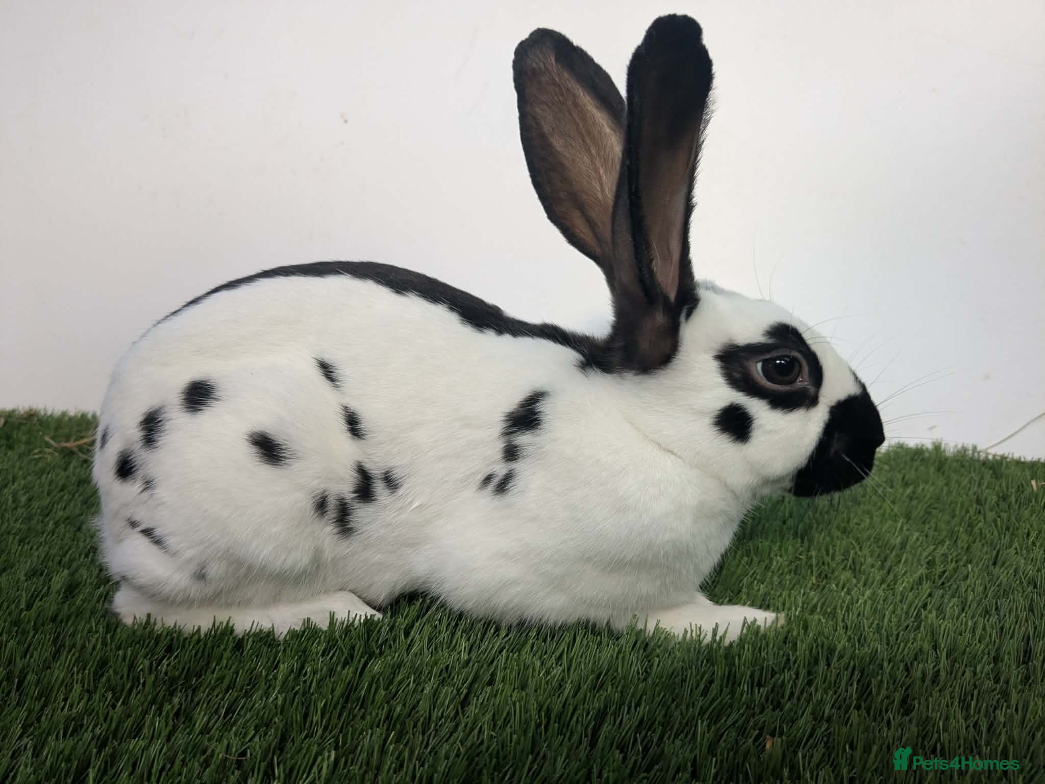 English rabbits Yurvac vaccinated baby English rabbits, ready now! - Advert 2