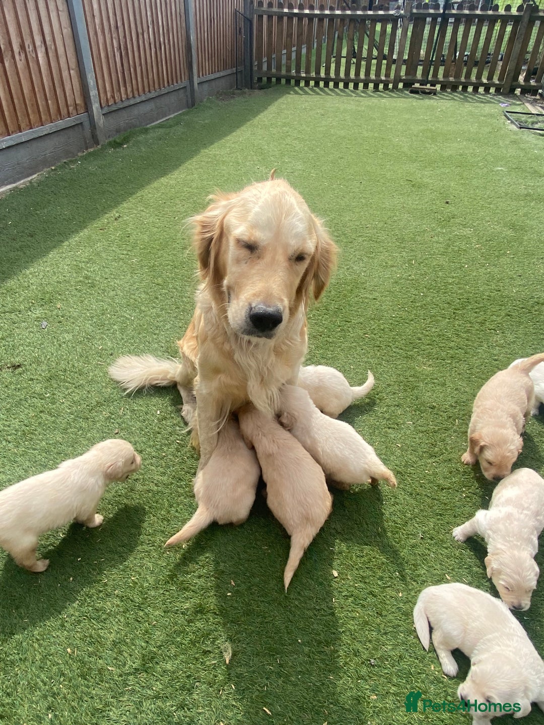 Golden Retriever dogs for sale: KC REGISTERED ®️ GOLDEN RETRIEVER PUPPIES 🐶 ❤️ - Image 23