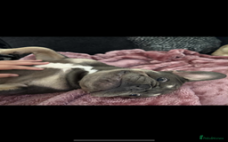 French Bulldog dogs for sale: French bulldog  - Image 10