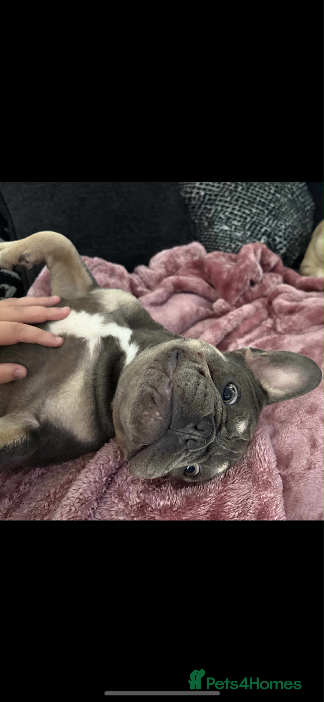 French Bulldog dogs for sale: French bulldog  - Image 10