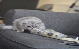 Persian cats for sale: silver chinchilla persian male - Image 5