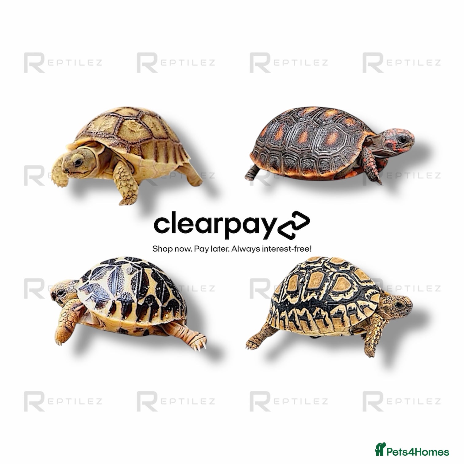 Tortoise reptiles TORTOISE BABIES - Advert 1