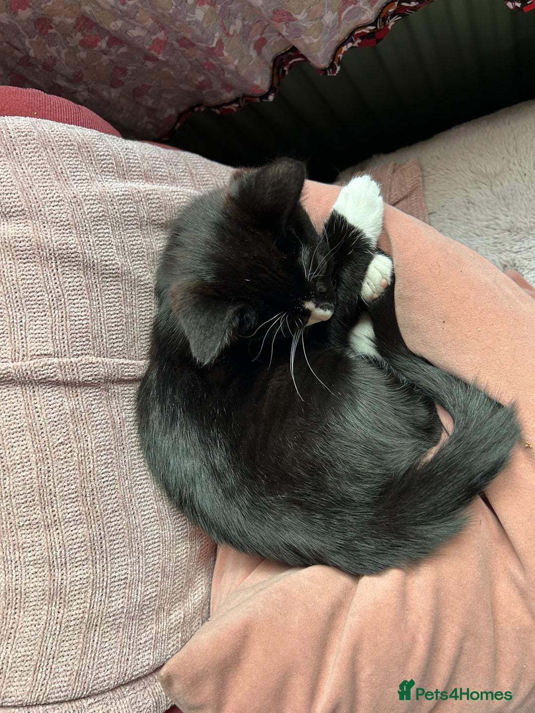 Mixed Breed cats for sale: Gorgeous, playful little kittens - Advert 13