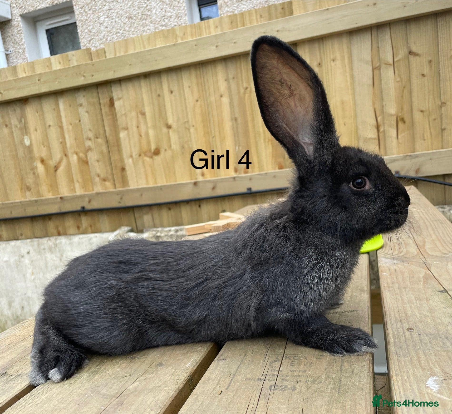 Continental Giant rabbits 💖Pure bred continental giants💖 - Advert 1