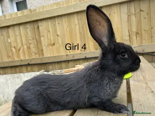 Continental Giant rabbits 💖Pure bred continental giants💖 - Advert 5