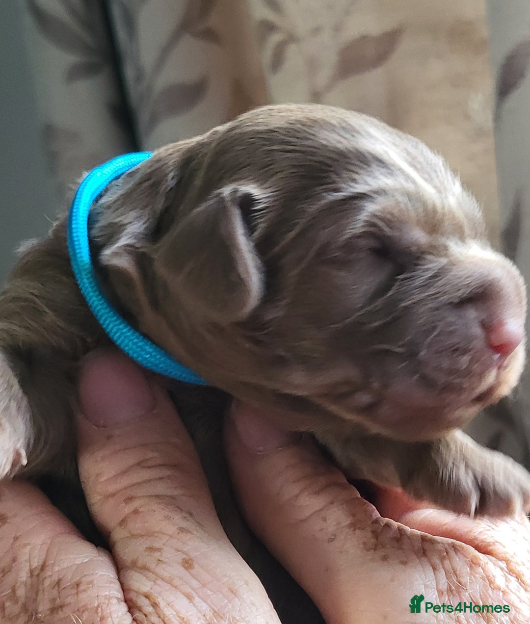 Australian Labradoodle dogs for sale: Beautiful, Well Bred Labradoodle Puppies  - Image 2