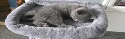 British Shorthair cats for sale: Beautiful British Short Hair Kittens - Advert 7