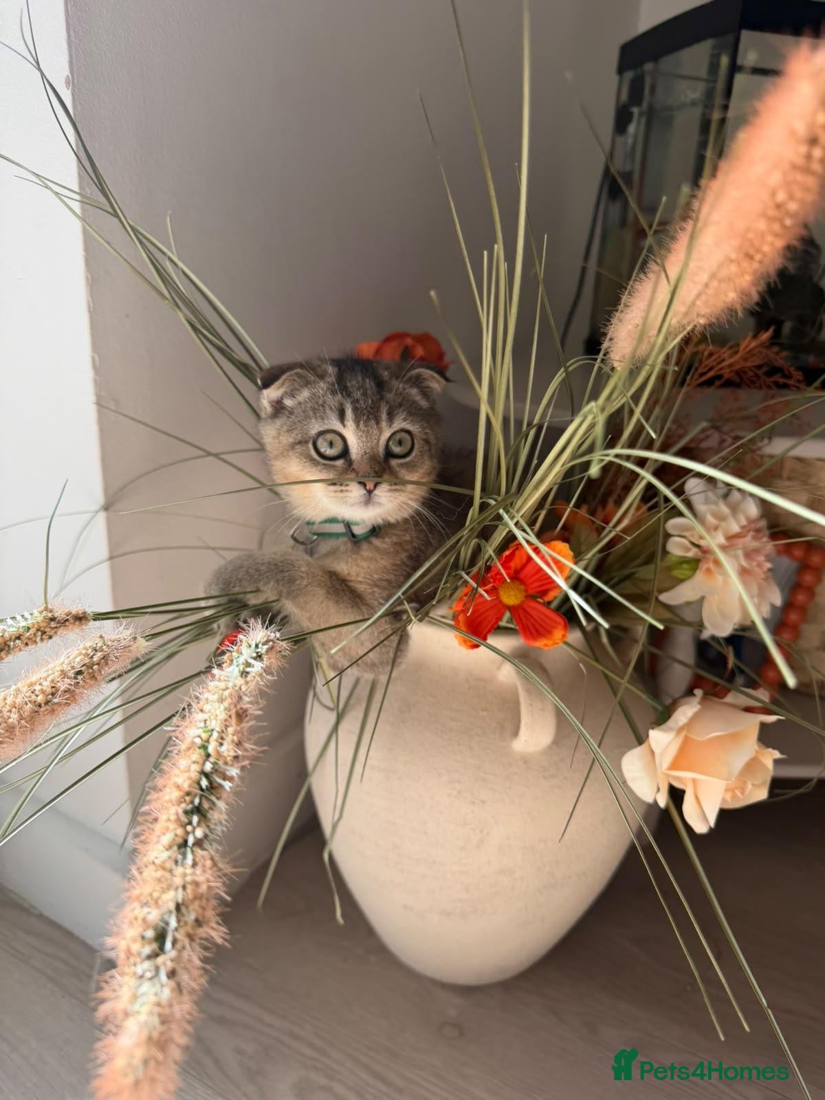 British Shorthair cats STUNNING! British Shorthair Black Golden Tabbys - Advert 2
