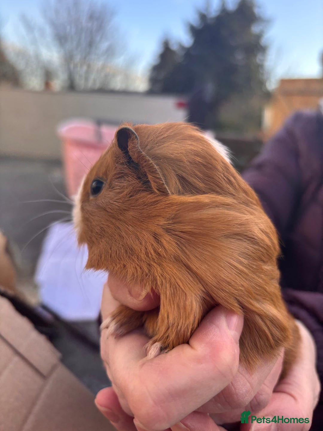 Guinea Pig rodents for sale: Guinea Pigs - Advert 10