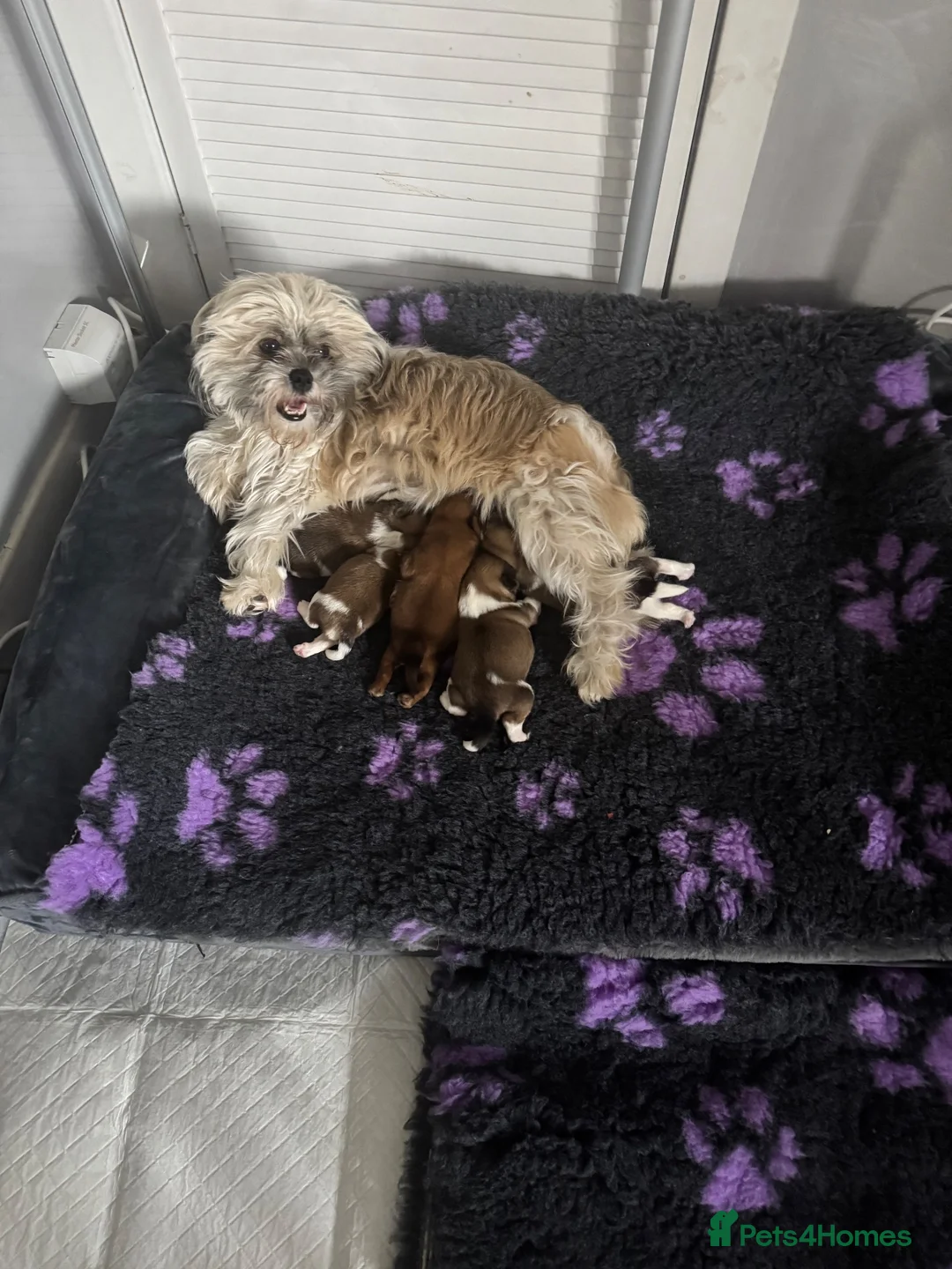 Shih Tzu dogs for sale: Shih Tzu pups - Advert 2