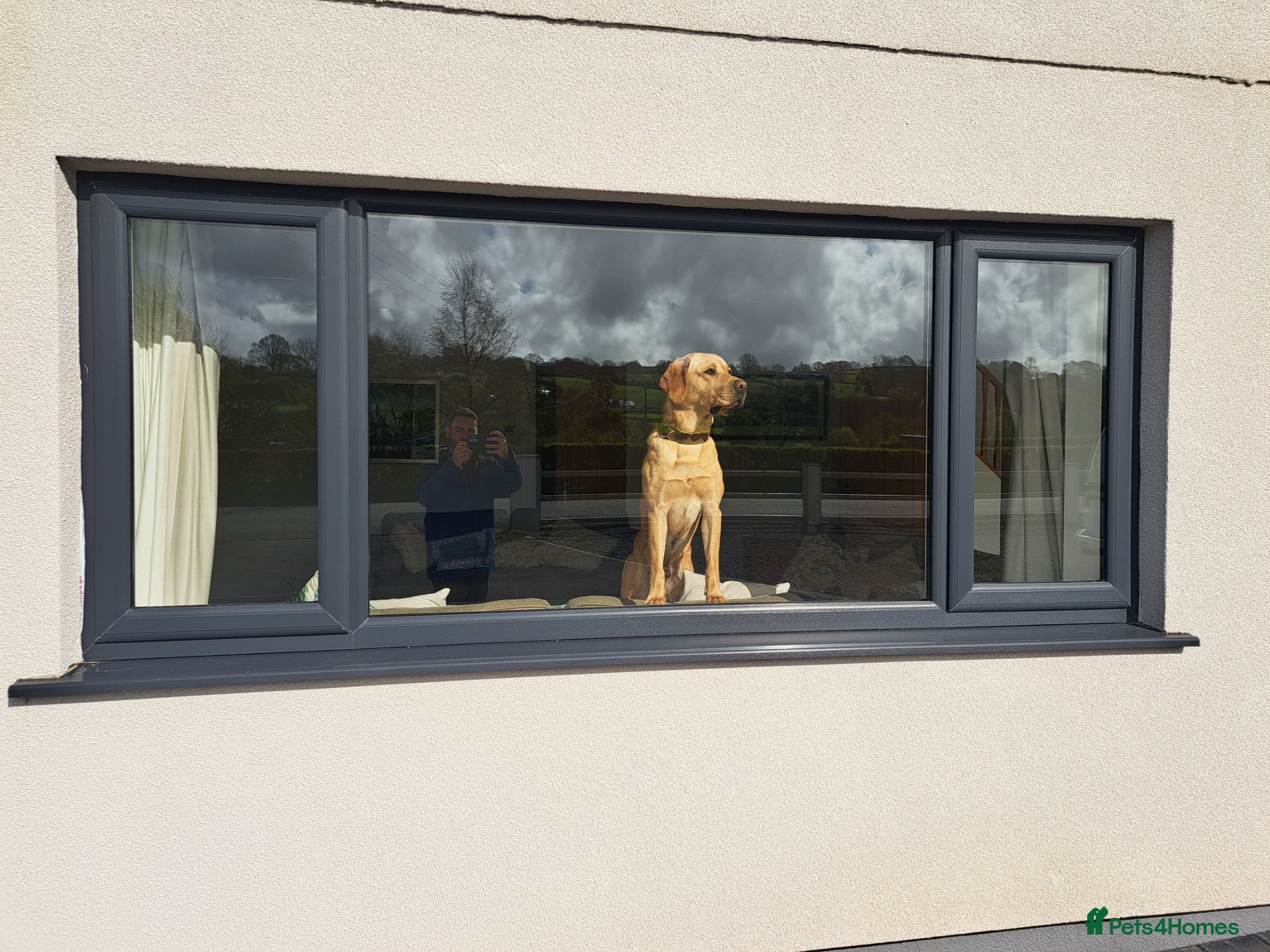 Labrador Retriever dogs George - Pedigree - Labrador - 2 Yrs Old - Advert 6