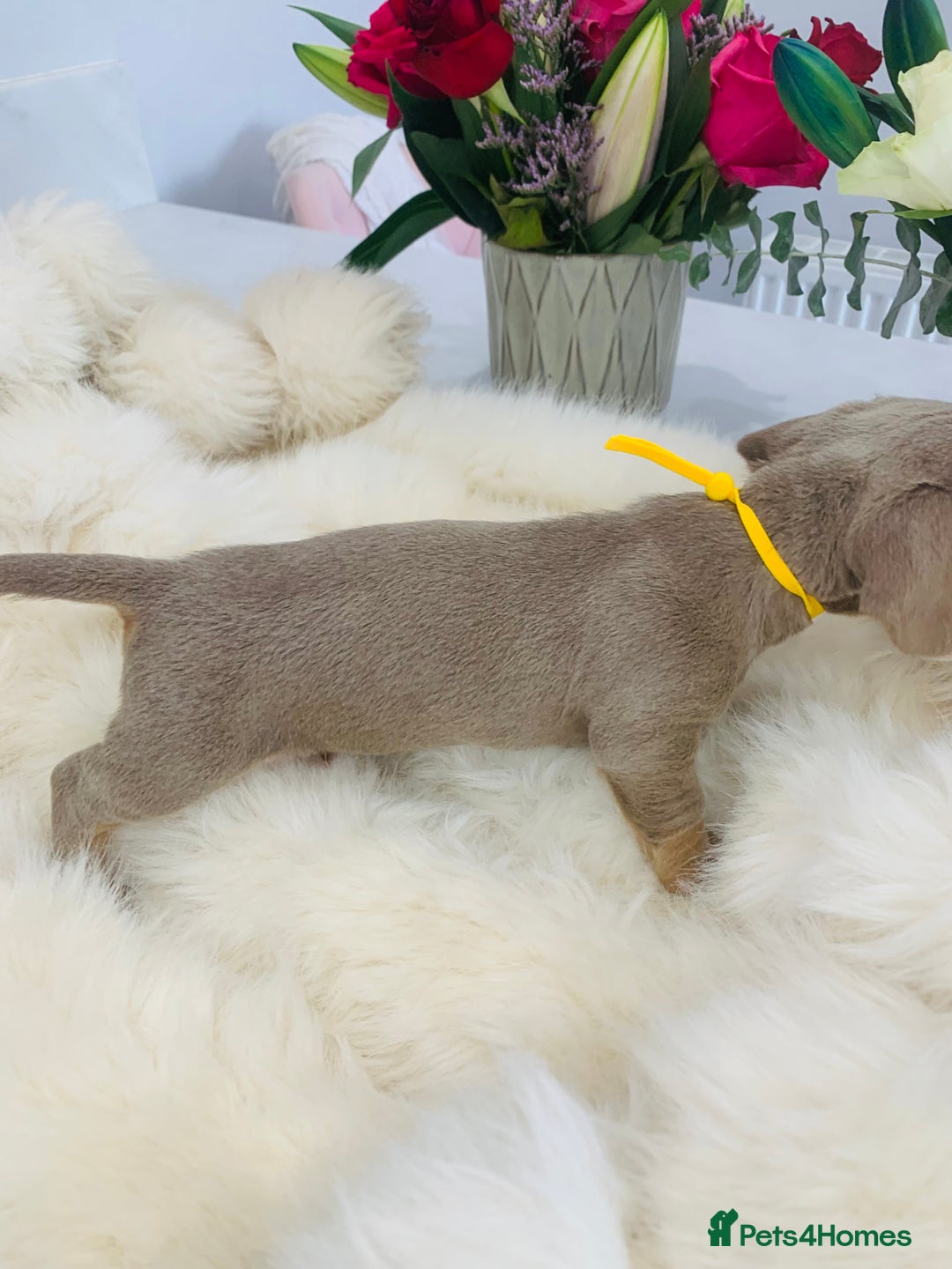 Miniature Dachshund dogs for sale: Miniature Dachshund KC Registered  - Image 13