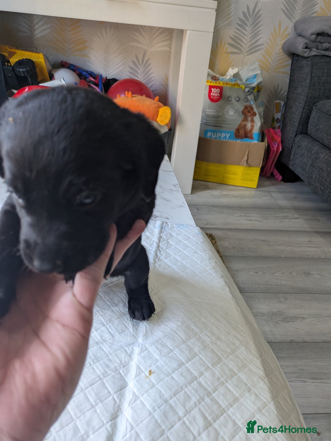 Labrador Retriever dogs for sale: Retriever Labrador puppys for sale - Image 13