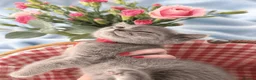 British Shorthair cats for sale: 💙🤍🤎 BSH Kittens – Chocolate, Blue & White  - Advert 14