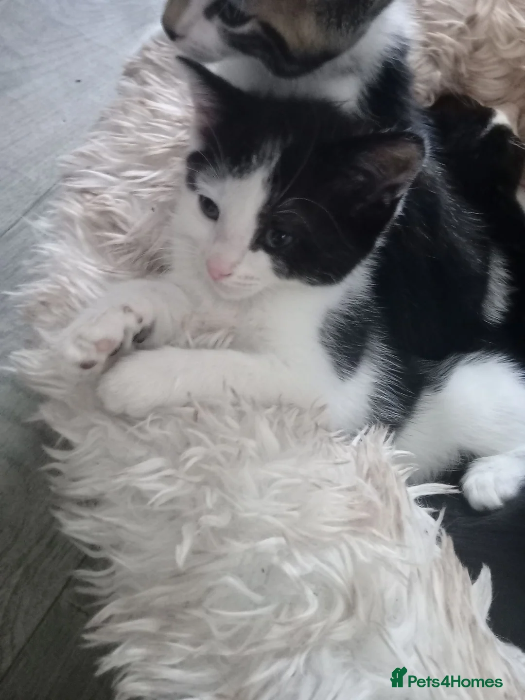 Domestic Shorthair cats for sale: Kitten for sale  - Advert 2