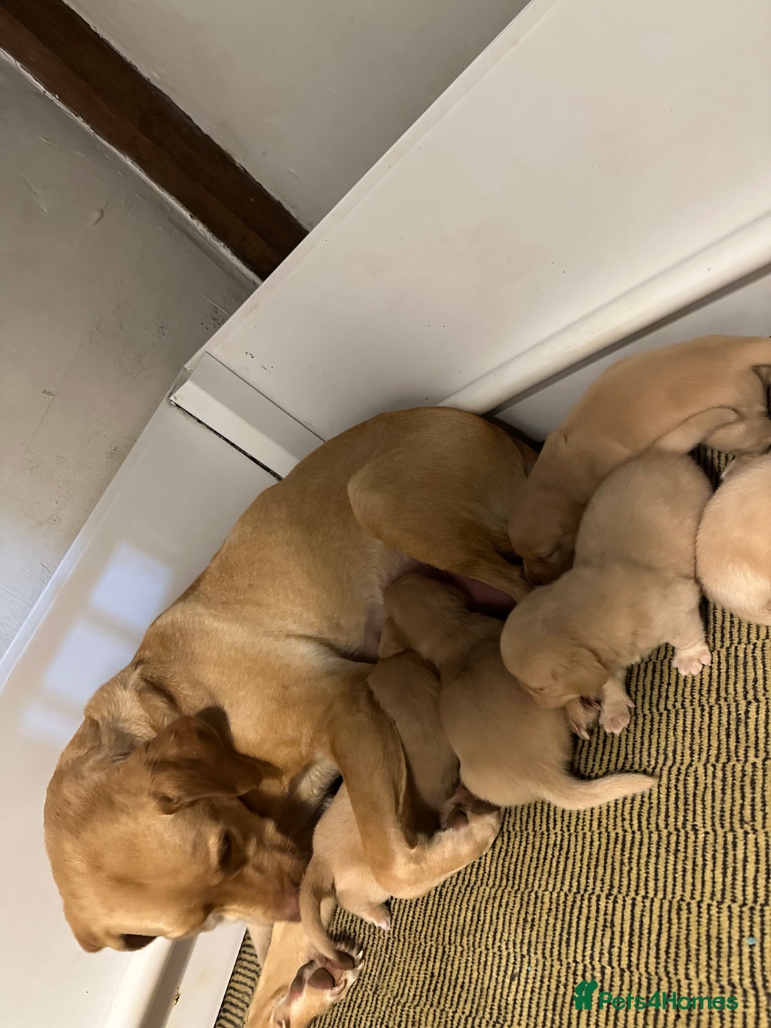 Mixed Breed dogs for sale: Dashador Puppies for sale  - Advert 9