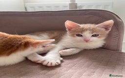 Mixed Breed cats for sale: Sweet Little Kittens Ready Soon - Advert 6