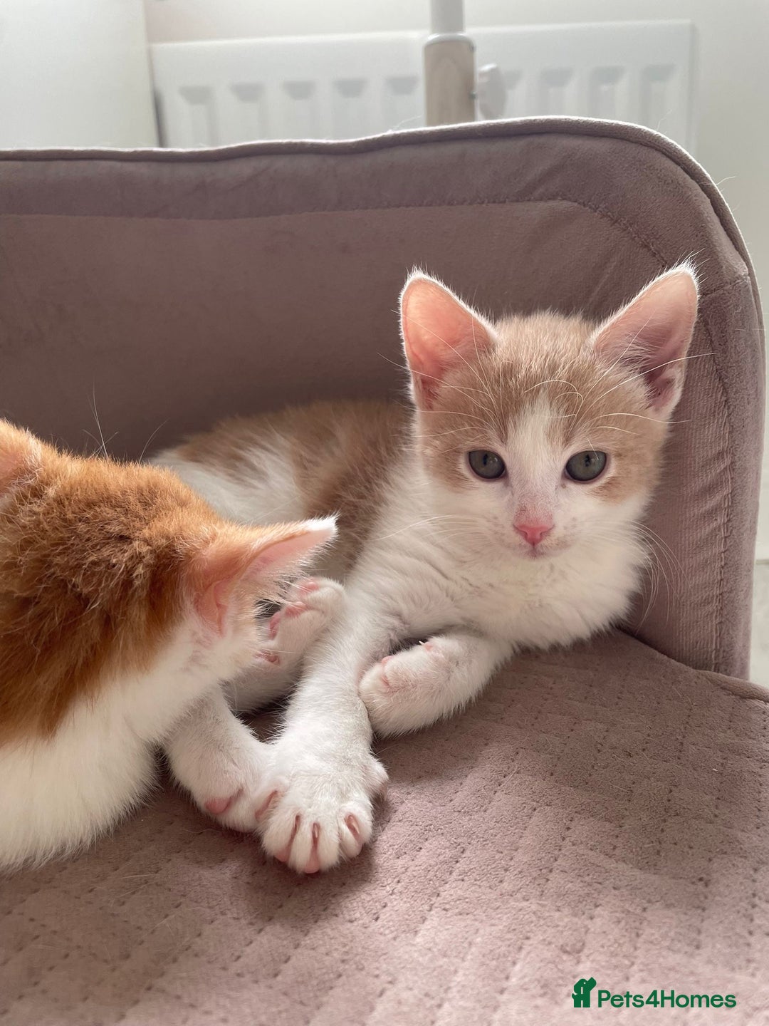 Mixed Breed cats for sale: Sweet Little Kittens Ready Soon - Advert 6