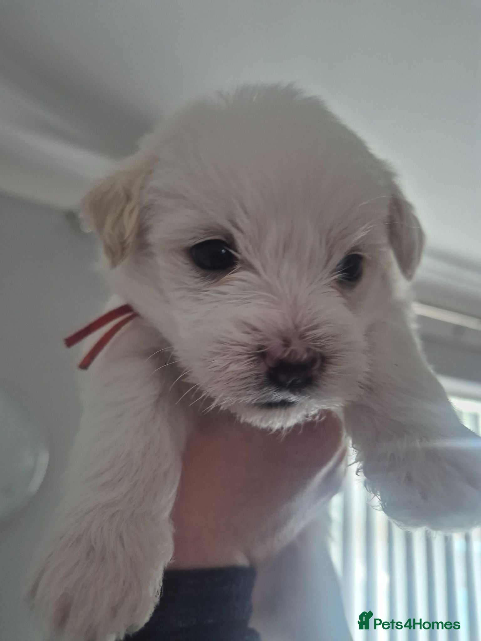 Mixed Breed dogs 3 beautiful Shorkie puppies  - Advert 2