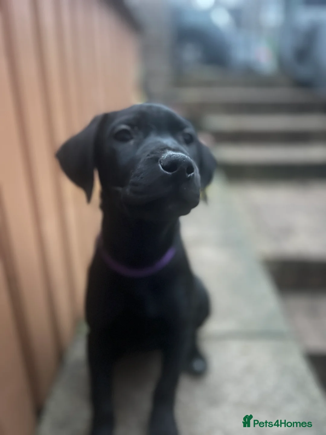 Labrador Retriever dogs for sale: Unique Happy,Healthy beautiful angels well trained - Advert 11